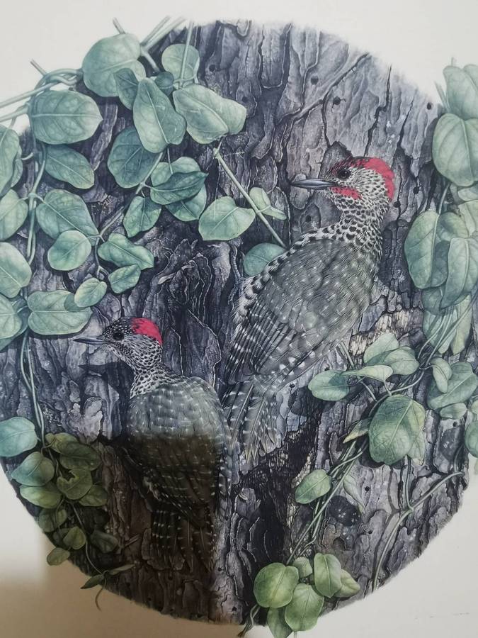 1988 Gail Darrol Print of the Knysna Woodpecker - 40cmx30cm