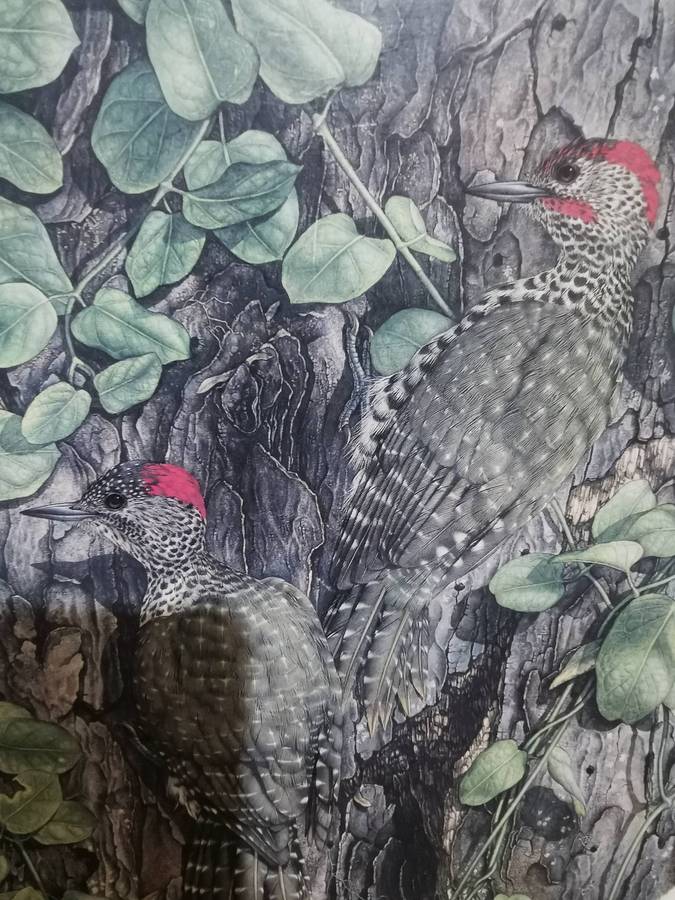 1988 Gail Darrol Print of the Knysna Woodpecker - 40cmx30cm