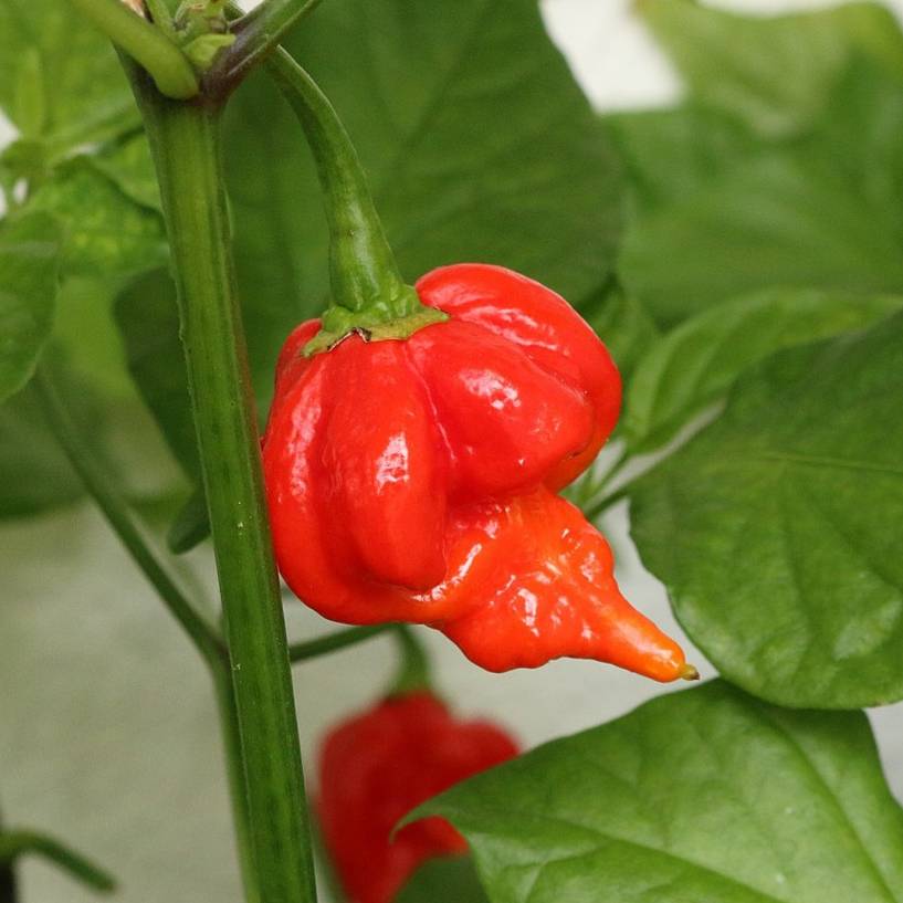 Trinidad scorpion pepper - 5 seeds