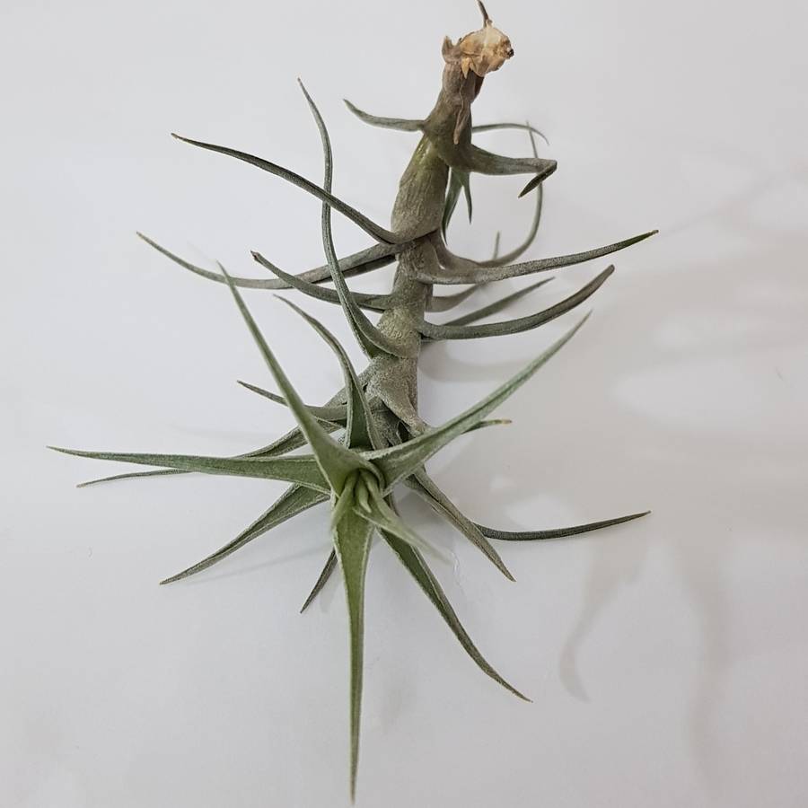 Airplant (tilandsia) : live plant - see description