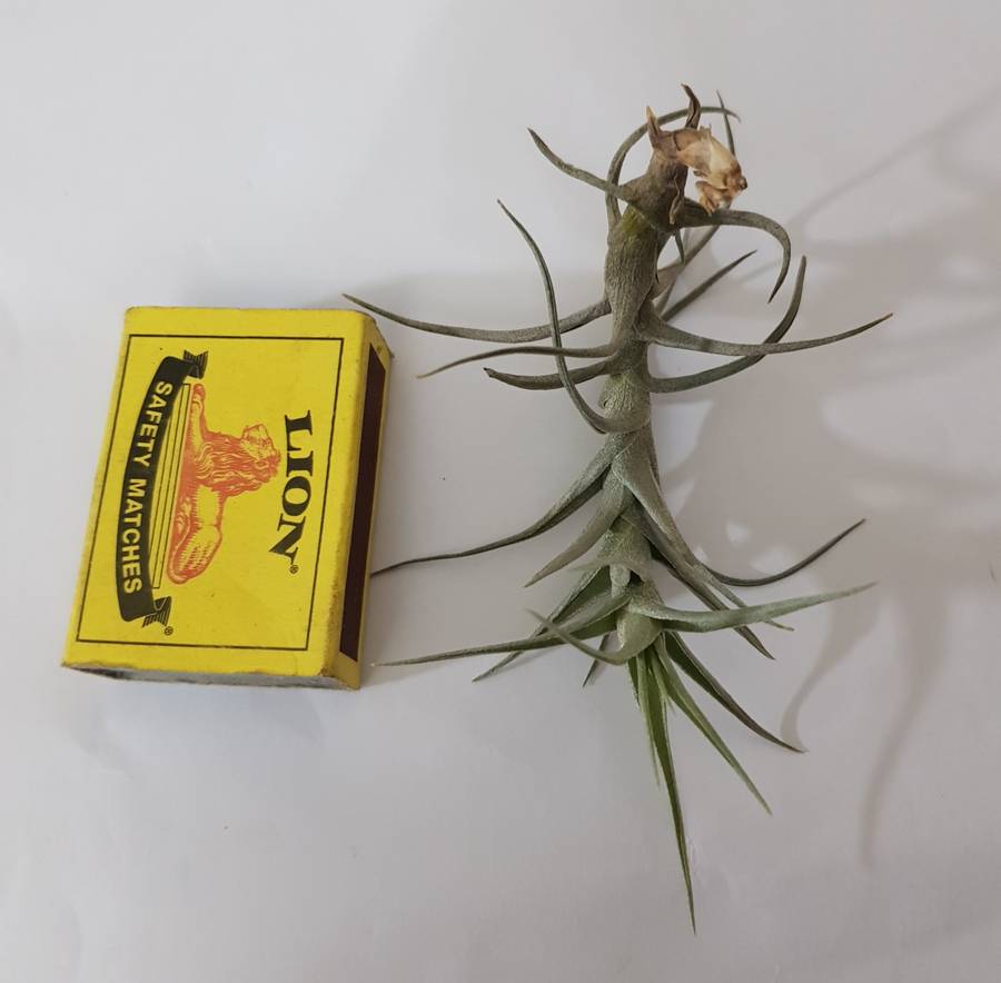 Airplant (tilandsia) : live plant - see description