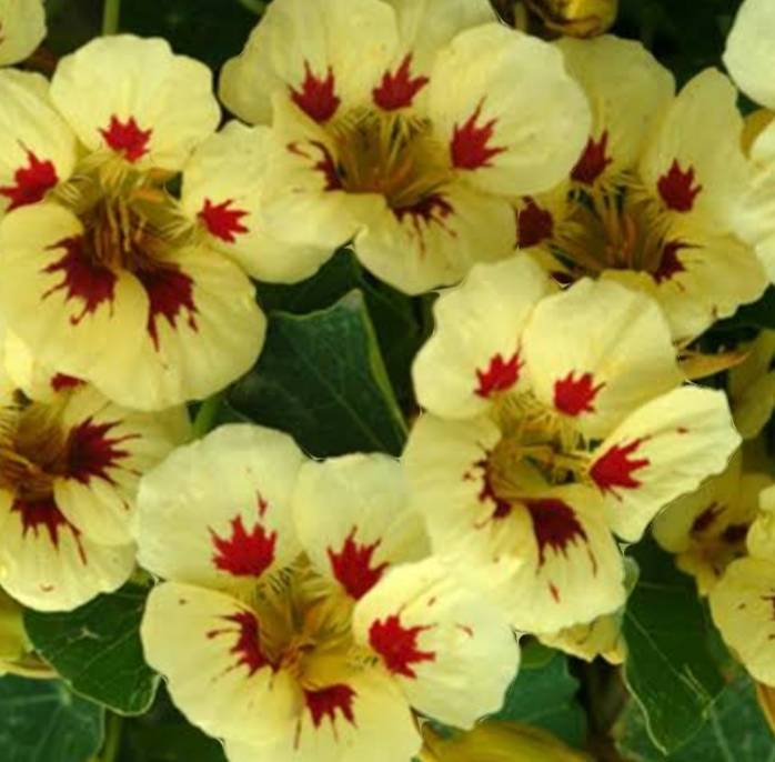Nasturtium 'ladybird mix' - 5 seeds