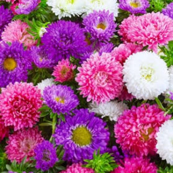 Aster `powder puffs` - 50 seeds