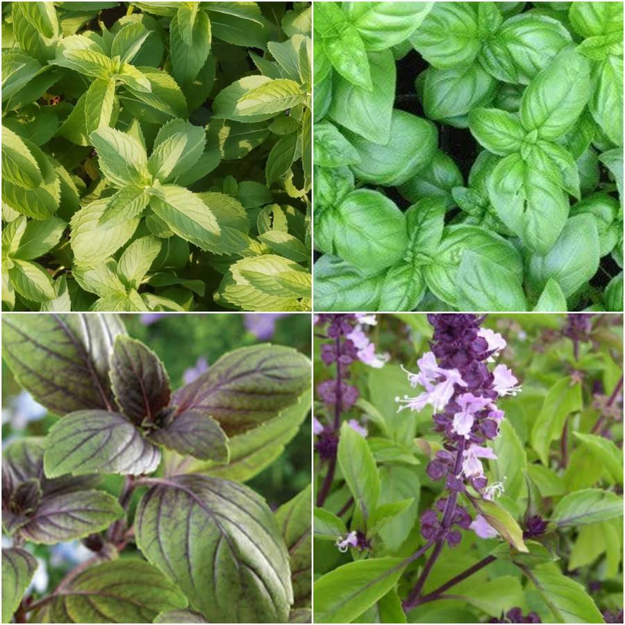 Mixed basil (4 varieties) - 100 seeds
