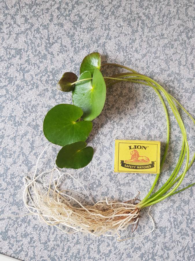 Nymphoides Thunbergiana (Floating hearts plant) - bare root young plant