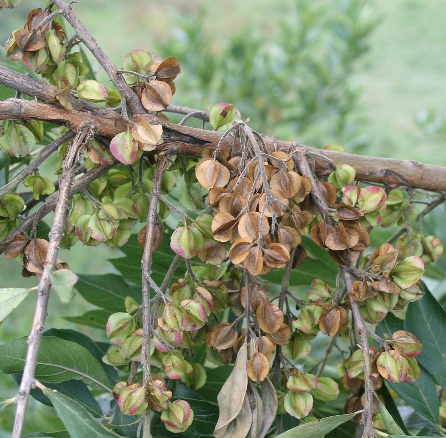 Combretum erythrophyllum (River bushwillow) - 10 seeds