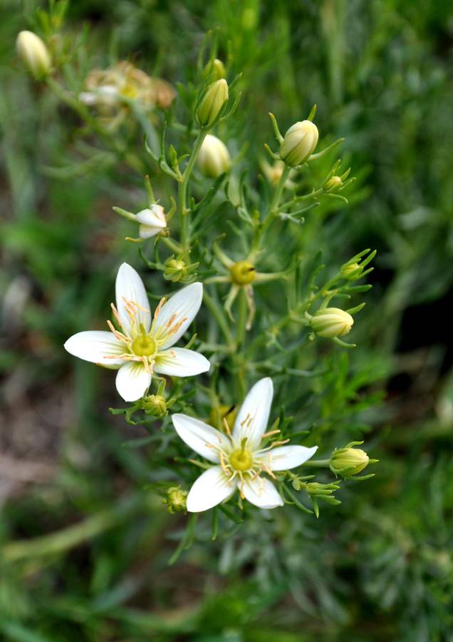 Syrian rue - 10 seeds