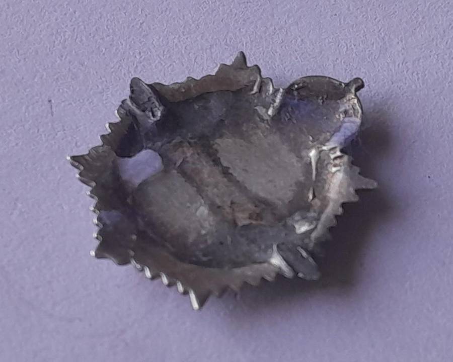 WW2 SA Service Corps SASC/ SAI Sweetheart Badge.  Enameled.  No Clasp.