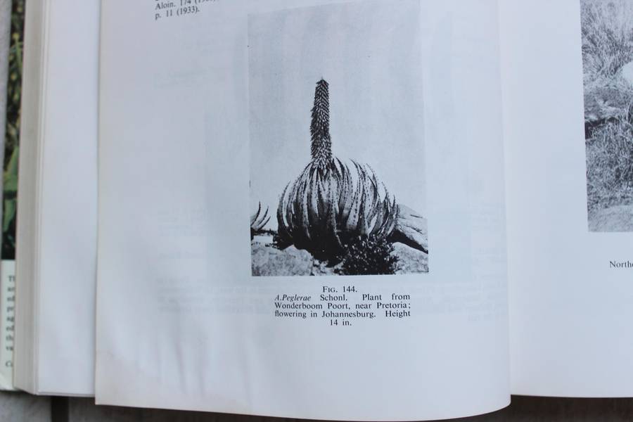 Reynolds' The ALOES of South Africa