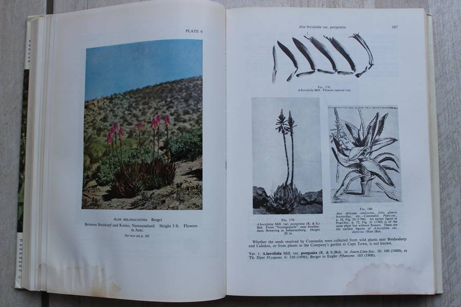 Reynolds' The ALOES of South Africa