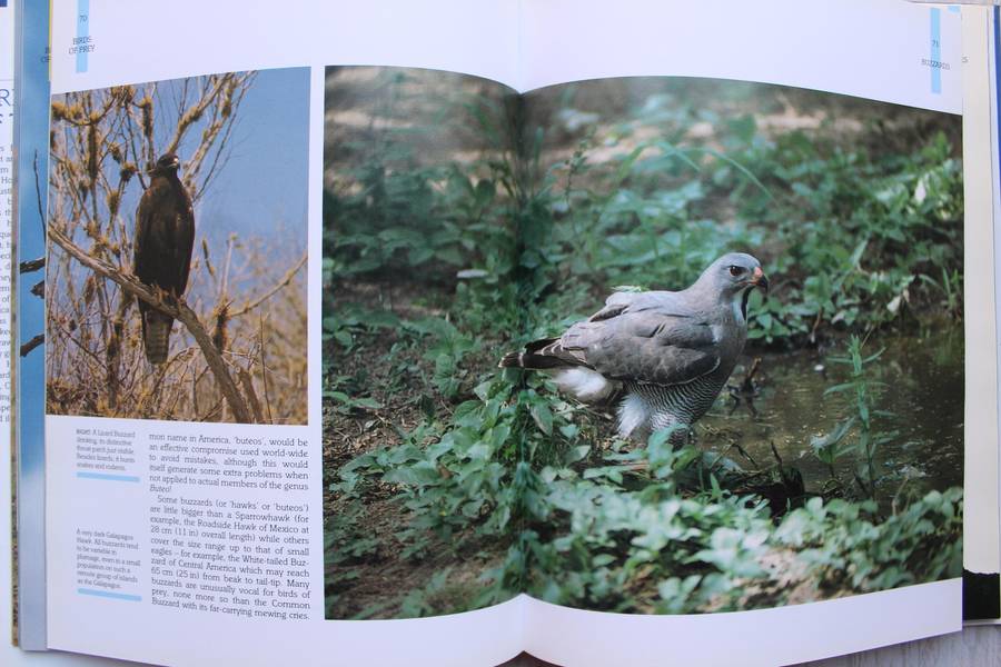 Eric Hosking's Birds of Prey of the World