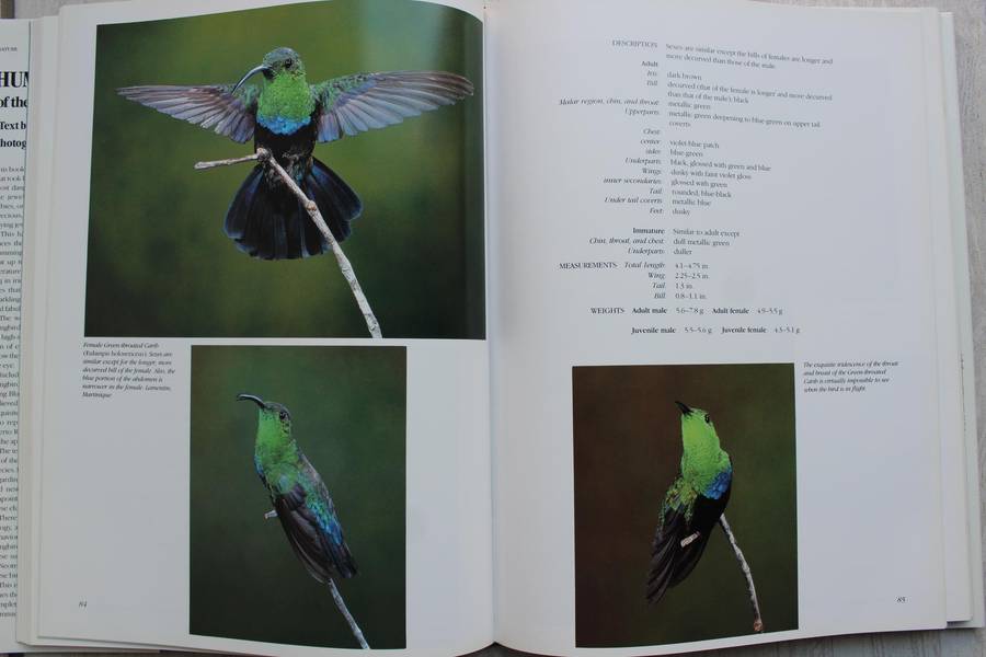 Hummingbirds of the Caribbean / Tyrrell