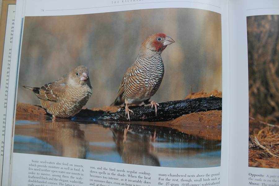 The Kalahari Survival in a Thirstland Wilderness - Nigel Dennis | Michael Knight | Peter Joyce