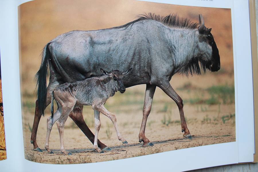 The Kalahari Survival in a Thirstland Wilderness - Nigel Dennis | Michael Knight | Peter Joyce