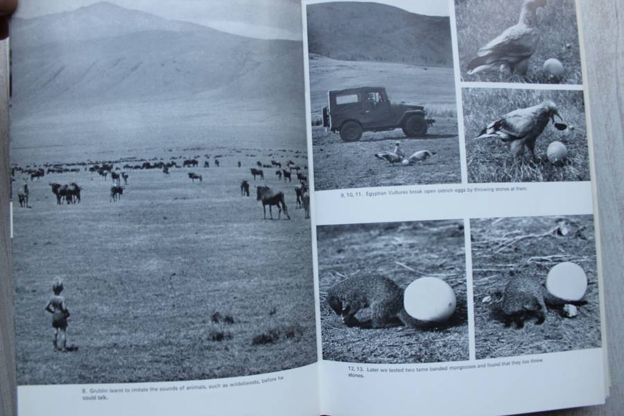 Innocent Killers -- Hugo van Lawick, Jane Goodall