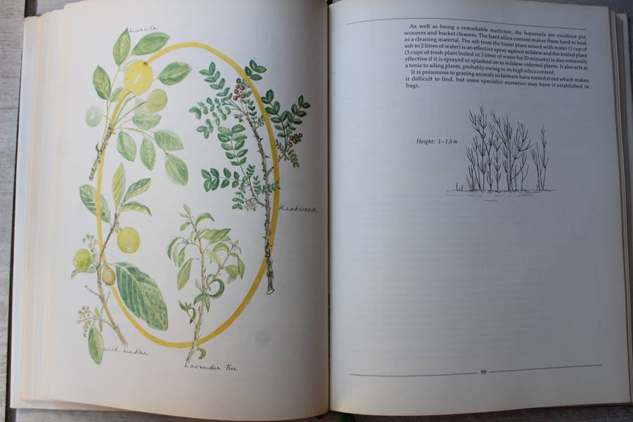 Indigenous Healing Plants - Margaret Roberts
