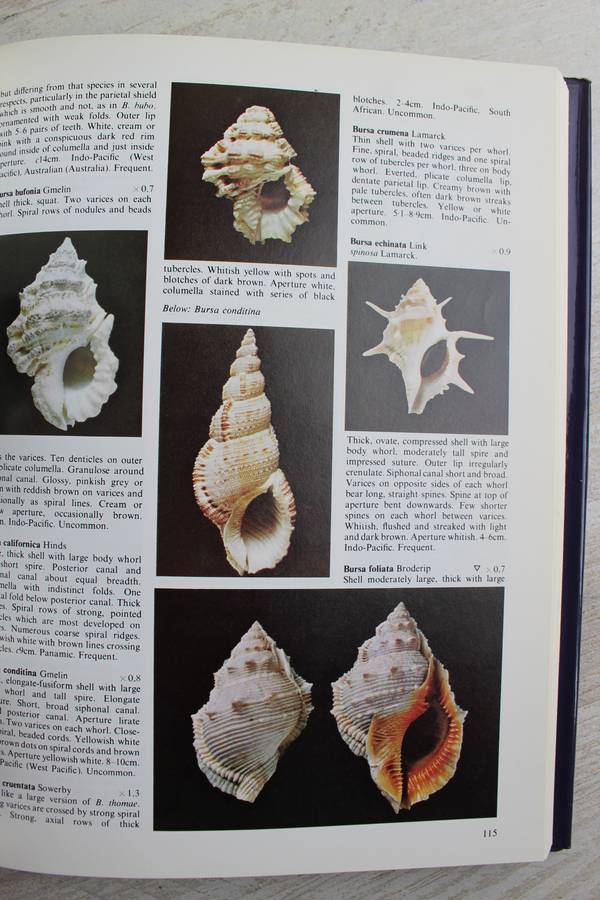 The Collectors Encyclopedia of Shells / Peter Dance