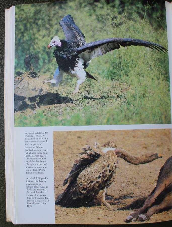 SIGNED - The Vultures of Africa by Peter Mundy, Duncan Butchart, John Ledger and Steven Piper