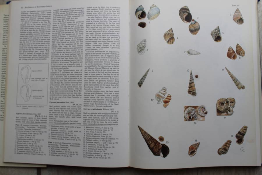 Sea Shells of Southern Africa - Richard Kilburn, Elizabeth Rippey
