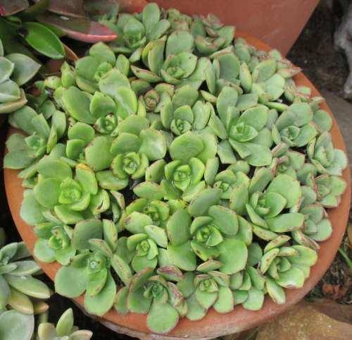 AEONIUM PINWHEEL SUCCULENTS - TRAY OF SIX