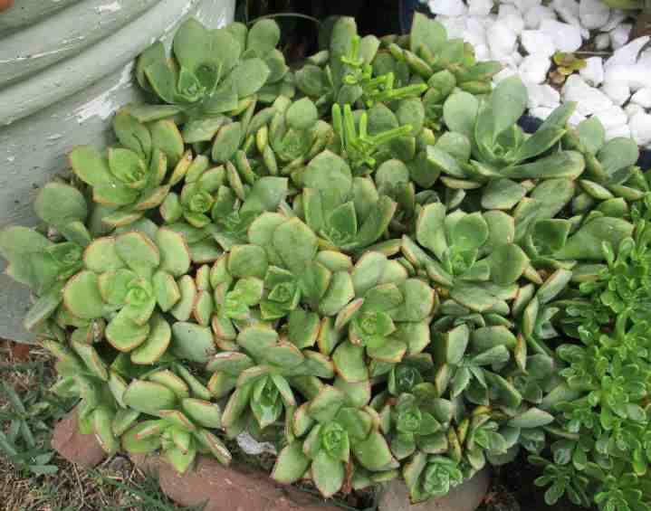 AEONIUM PINWHEEL SUCCULENTS - TRAY OF SIX