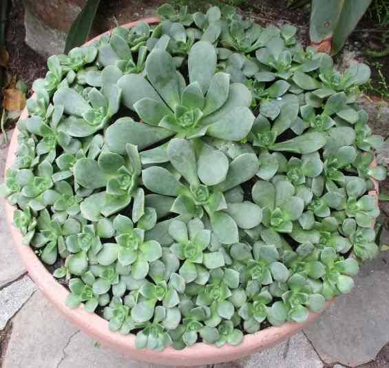 AEONIUM PINWHEEL SUCCULENTS - TRAY OF SIX