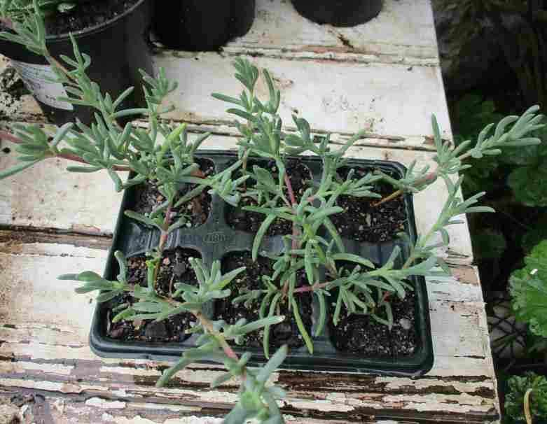 VYGIE - STUNNING RED FLOWERS, TRAY WITH 6 PLANTS ( succulents )