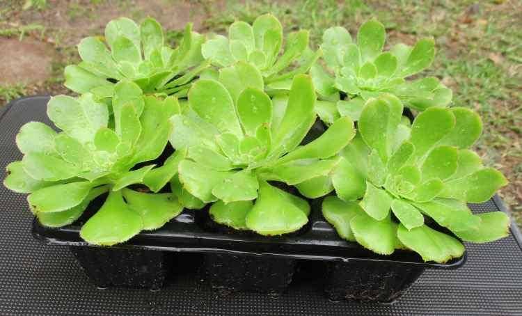 GREEN AEONIUM SUCCULENTS, TRAY WITH 6 PLANTS