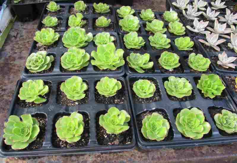 GREEN AEONIUM SUCCULENTS, TRAY WITH 6 PLANTS