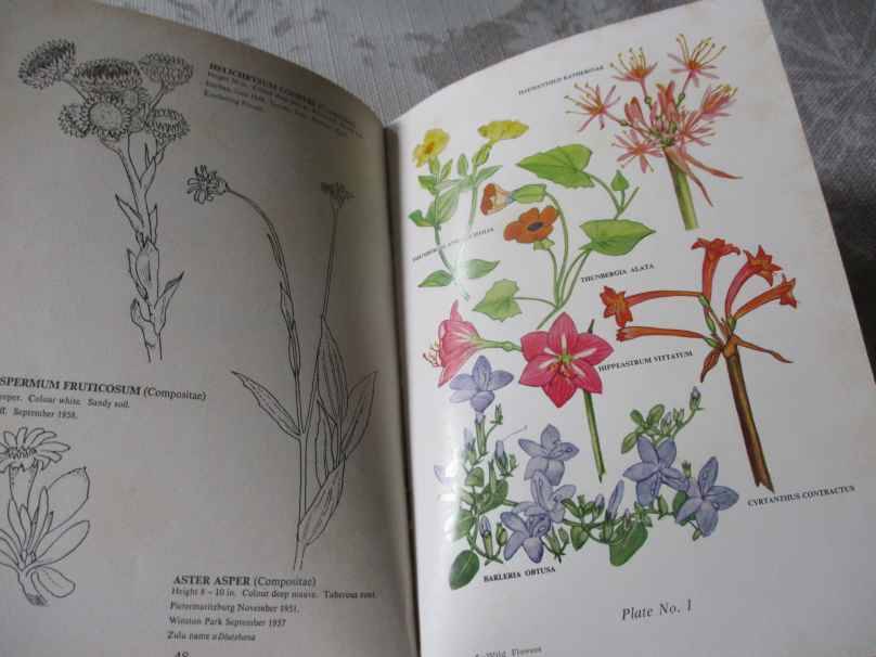 THE WILD FLOWERS OF SOUTHERN AFRICA - NATAL - A RAMBLER'S POCKET GUIDE - Dr WINIFRED G WRIGHT