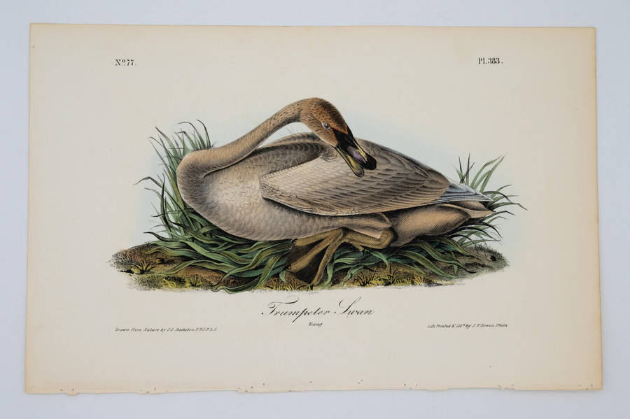 Trumpeter Swan Young Plate 383 by Audubon, John James