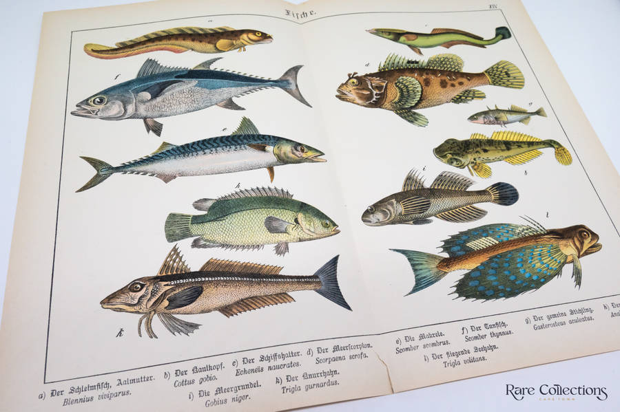 Naturgeschichte Des Tierreichs, or Natural History of the Animal Realm by Schubert, Gotthilf Heinric