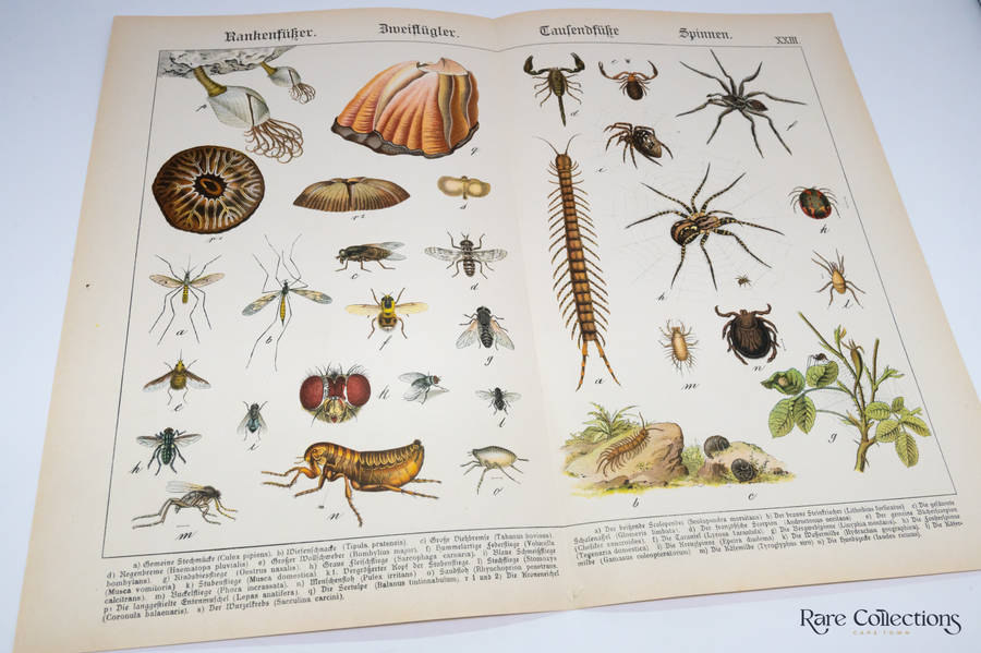 Naturgeschichte Des Tierreichs, or Natural History of the Animal Realm by Schubert, Gotthilf Heinric