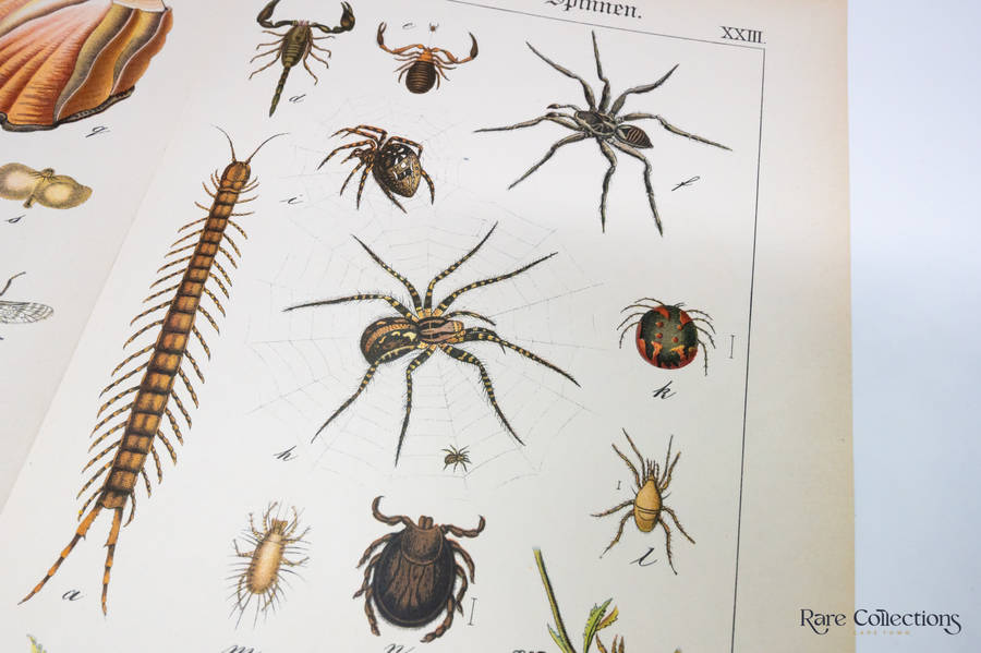 Naturgeschichte Des Tierreichs, or Natural History of the Animal Realm by Schubert, Gotthilf Heinric