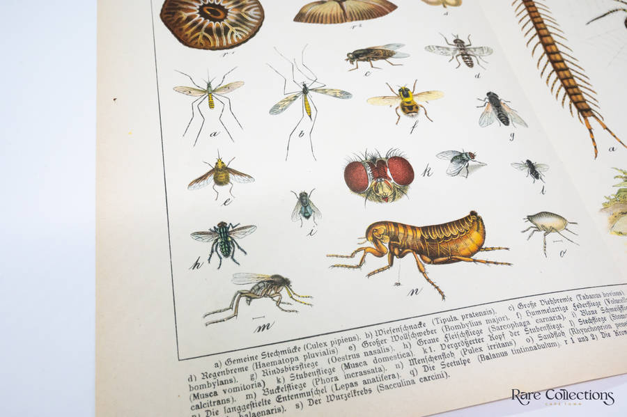 Naturgeschichte Des Tierreichs, or Natural History of the Animal Realm by Schubert, Gotthilf Heinric