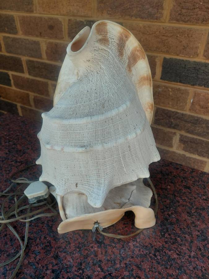 Shell lamp