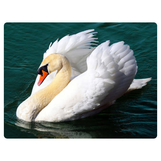 Printed Mouse Pad: Swan