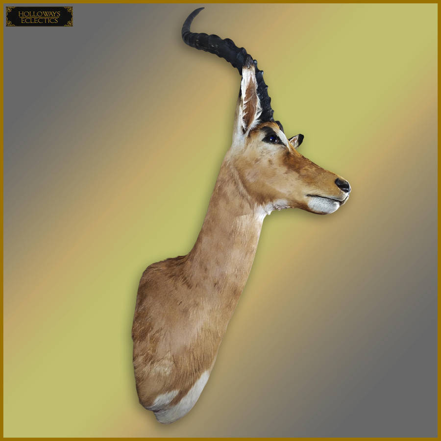 Taxidermy African Impala Head And Shoulder Mount
