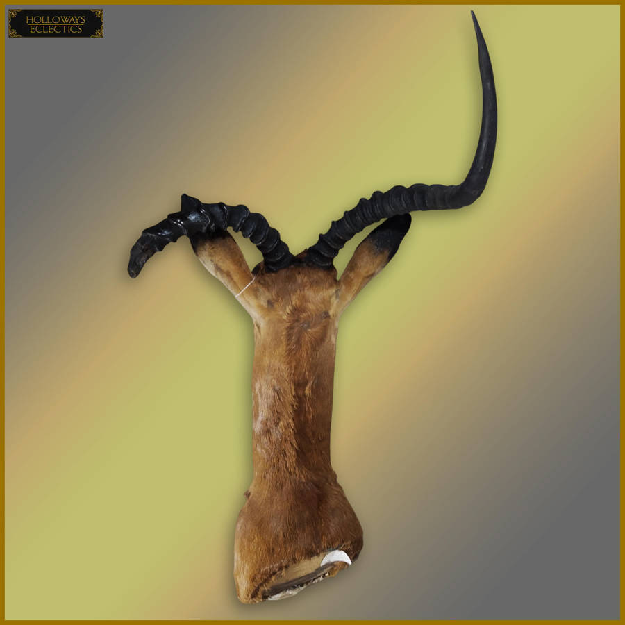 Taxidermy African Impala Head And Shoulder Mount