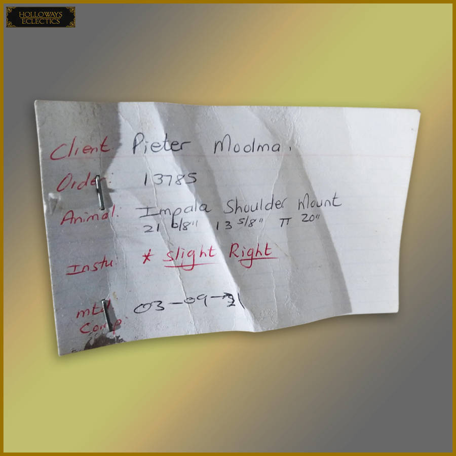 Taxidermy African Impala Head And Shoulder Mount