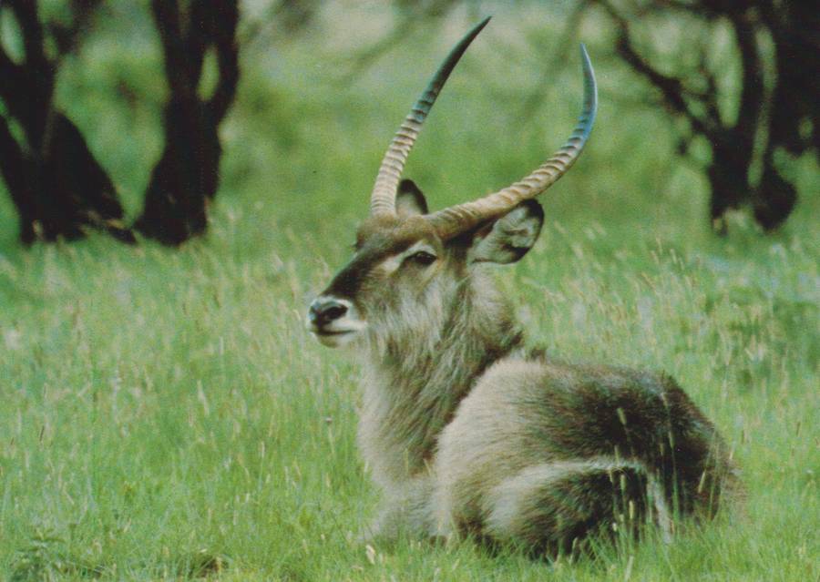 Post Cards / Maxi Card not used Kruger National Park