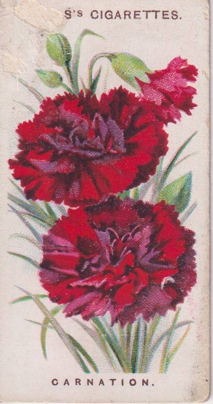 Cigarette Card Old English Garden Flower No. 27