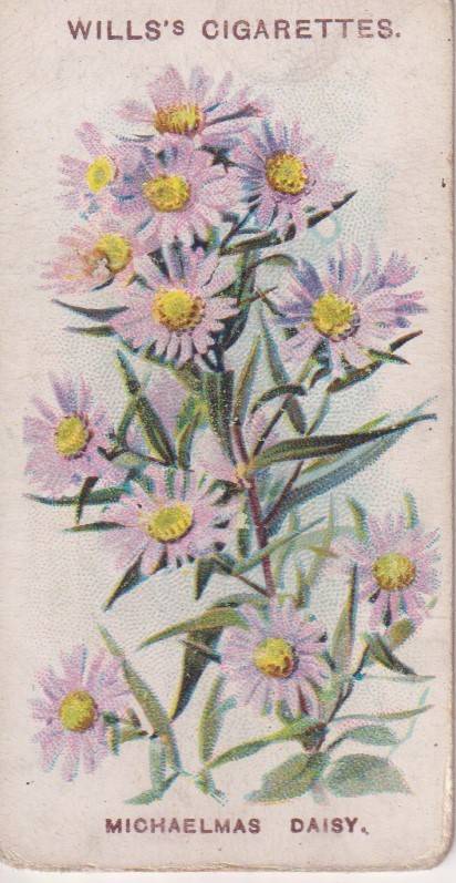 Cigarette Card Old English Garden Flower No. 34