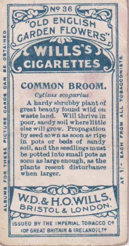 Cigarette Card Old English Garden Flower No. 36