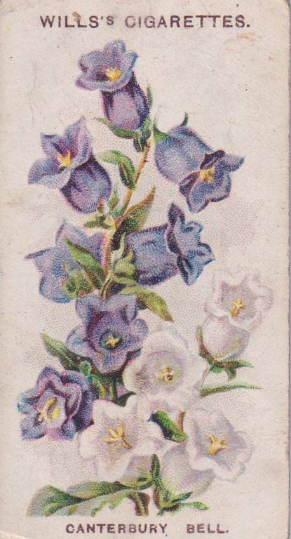 Cigarette Card Old English Garden Flower No. 43