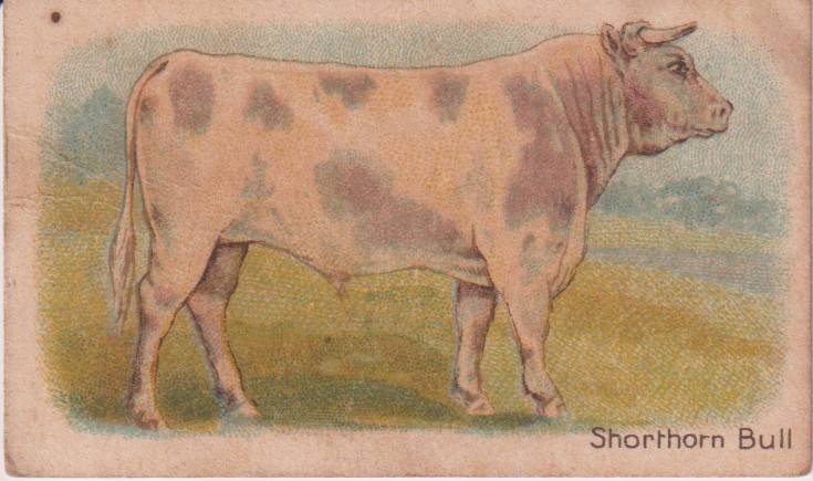 Cigarette Card  Africa Tabaco manufactures Limited Cape Town Animal  44