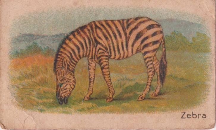 Cigarette Card  Africa Tabaco manufactures Limited Cape Town Animal  33