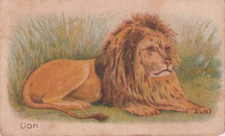 Cigarette Card  Africa Tabaco manufactures Limited Cape Town Animal 60