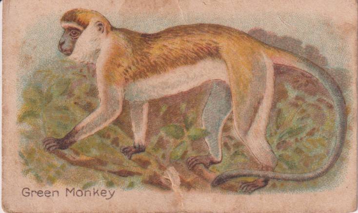 Cigarette Card  Africa Tabaco manufactures Limited Cape Town Animal 45