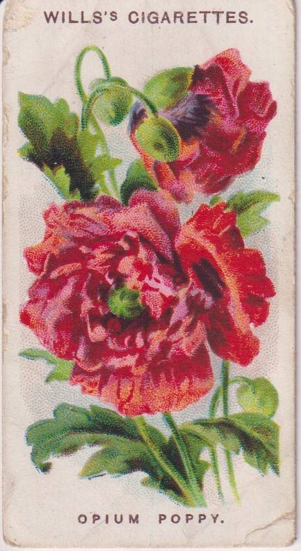Cigarette Card Old English Garden Flower No. 38